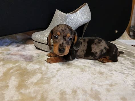 dachshunds for sale in austin texas